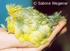 Feather duster budgie Emilio in his owner's hands