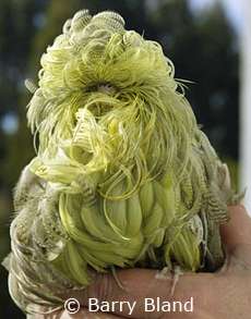 A budgie suffering from the feather duster syndrome