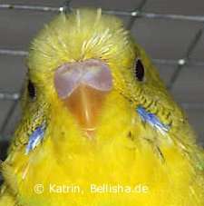 Budgie Moulting