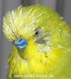 Budgie Moulting