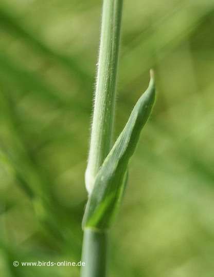 Velvet grass, stem