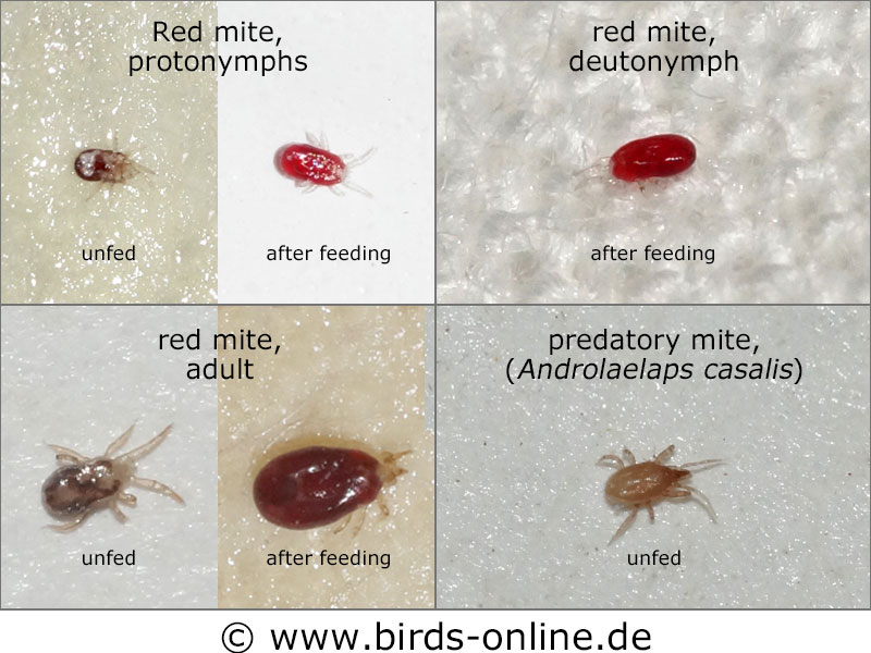 Different Life Stages Of The Red Mite And The Predatory Mite