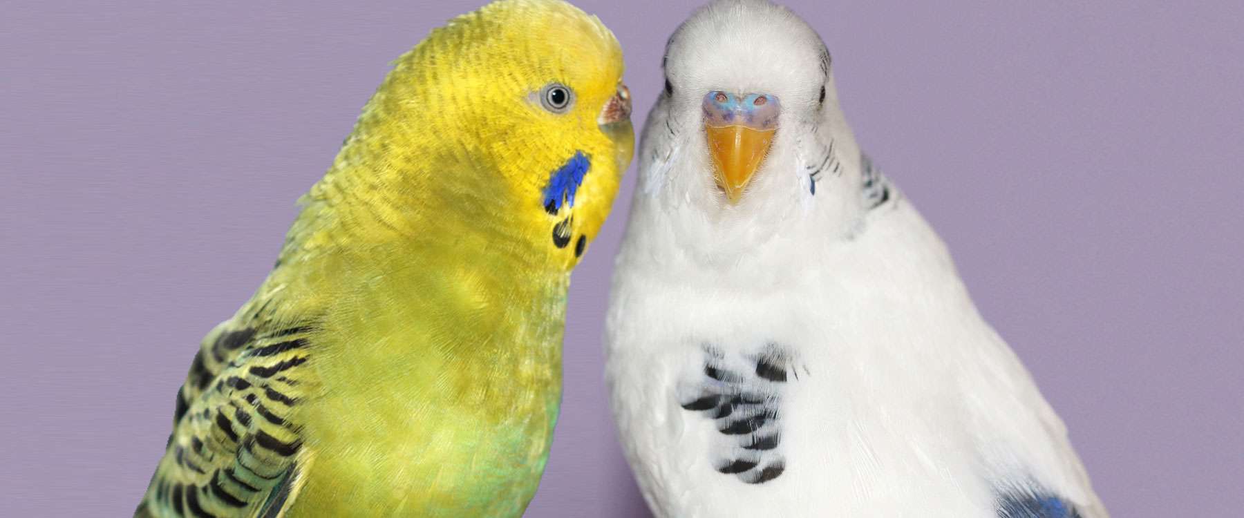 How To Identify Your Budgies Sex Birds Online 2688