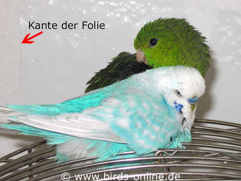 https://www.birds-online.de/wp-content/uploads/2019/08/tapetenschutzfolie01.jpg